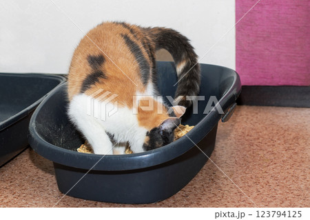 A delightful calico cat is comfortably sitting in a black litter box A delightful calico cat is comfortably sitting in a black litter box 123794125