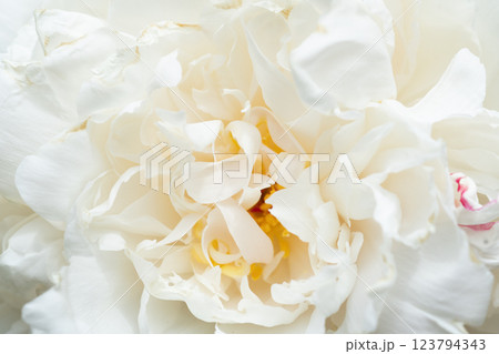 beautiful white needle peony blooming flower as background at sunny day. close up. beautiful white needle peony blooming flower as background at sunny day. close up. 123794343