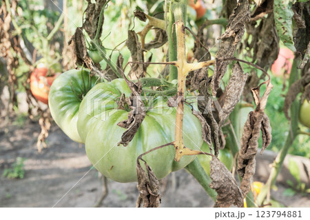 Curled brown tomato leaves affected by late blight 123794881