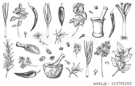 Set of spices, engraving style. Basil, onion, leek, bay leaf, rosemary, thyme, chili, paprika, chilli, garlic, cloves, parsley and herb mortar. Kitchen herbs vector linear sketch Set of spices, engraving style. Basil, onion, leek, bay leaf, rosemary, thyme, chili, paprika, chilli, garlic, cloves, parsley and herb mortar. Kitchen herbs vector linear sketch 123795203