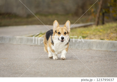 A tricolor Pembroke Welsh Corgi runs towards a meeting. Photo of a dog in motion 123795637
