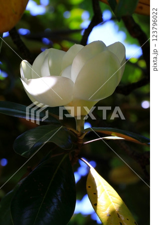 白いタイサンボクの花 白いタイサンボクの花 123796022