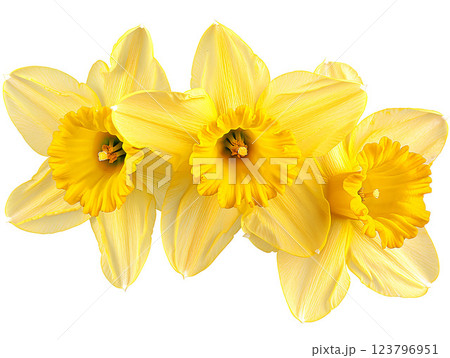 Vibrant Daffodils A Beautiful Burst of Yellow Spring Flowers Bringing Joy and Nature 123796951