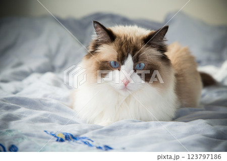 funny fluffy cat lying on bed, Ragdoll breed funny fluffy cat lying on bed, Ragdoll breed 123797186