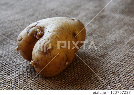 an irregularly shaped potato with small sprouts emerging from its surface, placed on a textured burlap fabric background 123797287