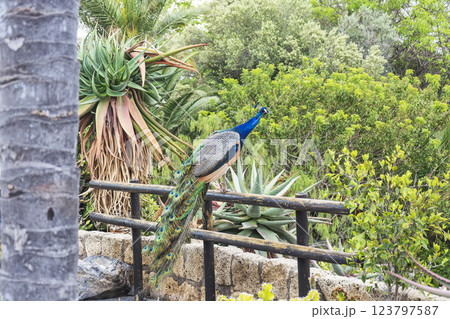 Peacock sitting on the railing fence. Wild animal world. Peacock sitting on the railing fence. Wild animal world. 123797587