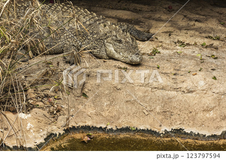 Crocodile in its natural habitat, wildlife. Crocodile in its natural habitat, wildlife. 123797594