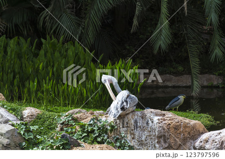 The Pelican sits on a stone, on a background of green vegetation near the pond The Pelican sits on a stone, on a background of green vegetation near the pond 123797596
