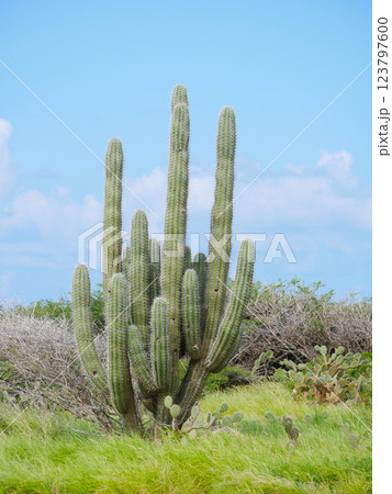 A huge wild cactus grows in Aruba 123797600