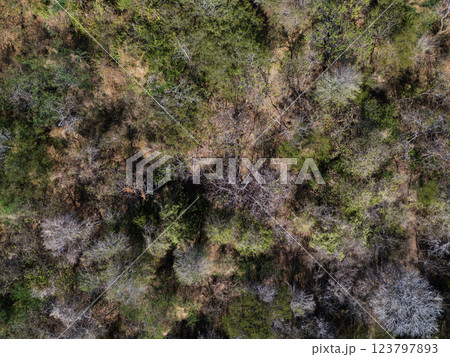 Diverse forest ecosystem showcasing seasonal changes from above in daylight 123797893