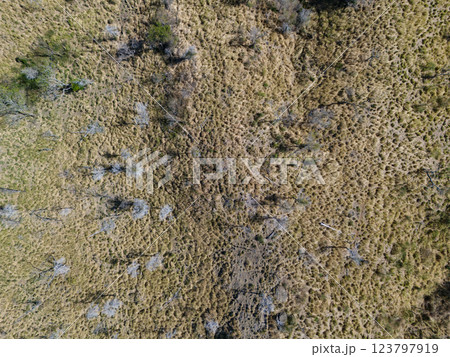 Grassland landscape with sparse trees captured from above on sunny day 123797919