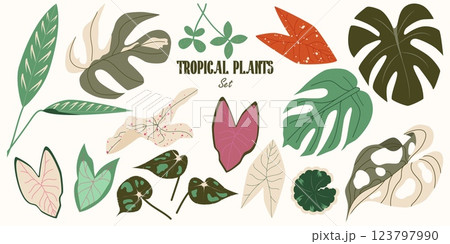 Collection of Tropical Foliage in a modern botanical flat style. Exotic Monstera, Caladium, Begonia, Ctenanthe, Aralia Balfour. Set of jungle plants. Vector Illustration Collection of Tropical Foliage in a modern botanical flat style. Exotic Monstera, Caladium, Begonia, Ctenanthe, Aralia Balfour. Set of jungle plants. Vector Illustration 123797990