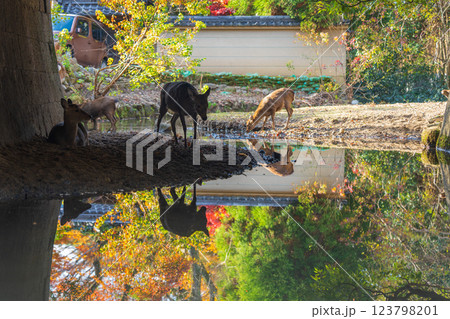 【紅葉】秋の奈良公園 123798201