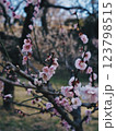 センチメンタルな春 123798515