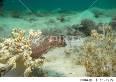 An amazing cuttlefish among soft coral. Picture from Puerto Galera, Philippines An amazing cuttlefish among soft coral. Picture from Puerto Galera, Philippines 123798519