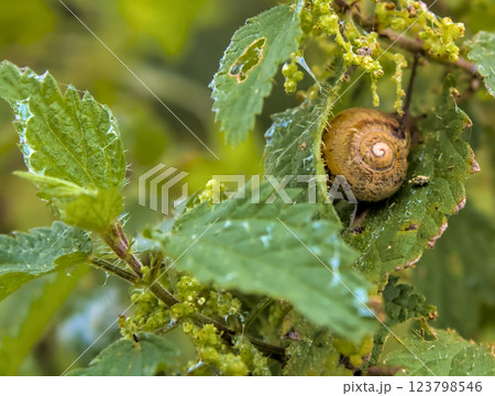 green leaves with snail 123798546