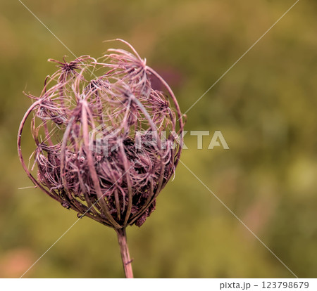 dried colorful flower 123798679