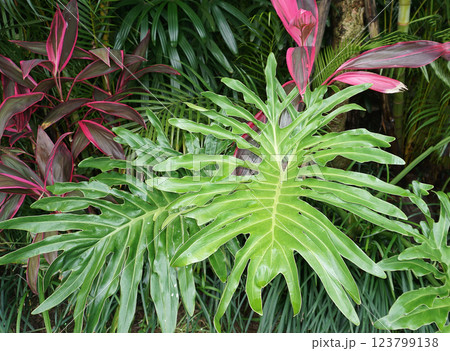 Philodendron bipinnatifidum at green garden Philodendron bipinnatifidum at green garden 123799138