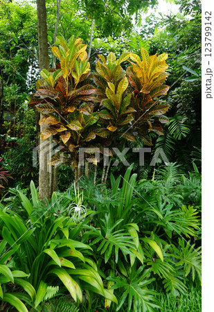 Codium variegated at green garden 123799142