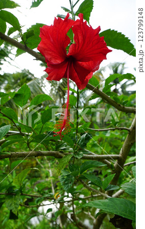 The Red China Rose Rosa chinensis is a captivating flowering shrub native to Southwest China, celebrated for its vibrant red blooms and historical significance in horticulture. 123799148