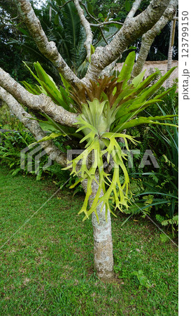 Platycerium coronarium is an epiphytic species of staghorn fern in the genus Platycerium. It is found in maritime Southeast Asia and Indochina. 123799150