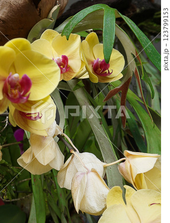 Beautiful blooming cymbidium orchid in a greenhouse - Cymbidium 123799153