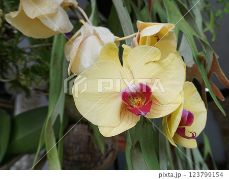 Beautiful blooming cymbidium orchid in a greenhouse - Cymbidium 123799154