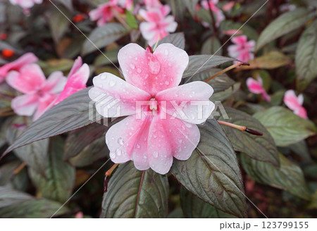 Impatiens hawkeri flowers or New Guinea impatiens Impatiens hawkeri flowers or New Guinea impatiens 123799155