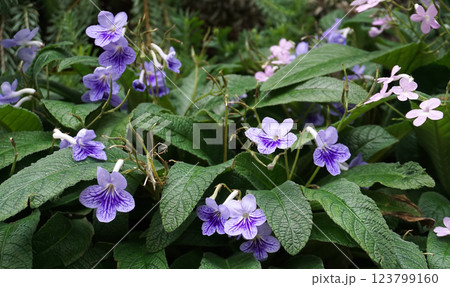 Streptocarpus ionanthus or Saintpaulia ionantha is a species of Streptocarpus in the section Saintpaulia, commonly known as an African violet. Purple flowers in the window. Space for copy txt Streptocarpus ionanthus or Saintpaulia ionantha is a species of Streptocarpus in the section Saintpaulia, commonly known as an African violet. Purple flowers in the window. Space for copy txt 123799160