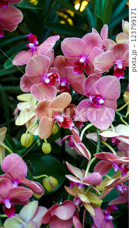 Doritenopsis orchid. Pink indoor orchid flowers 123799171