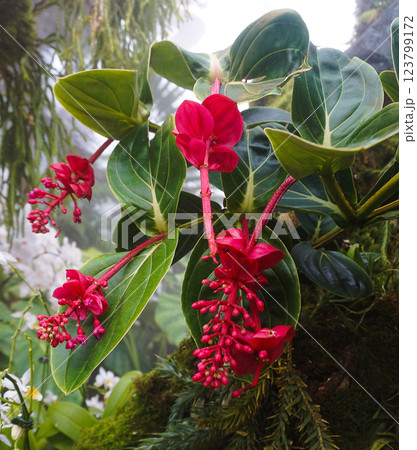 Beautiful blooming bright pink Medinilla magnifica, Philippine Orchid, inside greenhouse on green pants background. Gardening hobby, plant breeding and cultivation Beautiful blooming bright pink Medinilla magnifica, Philippine Orchid, inside greenhouse on green pants background. Gardening hobby, plant breeding and cultivation 123799172