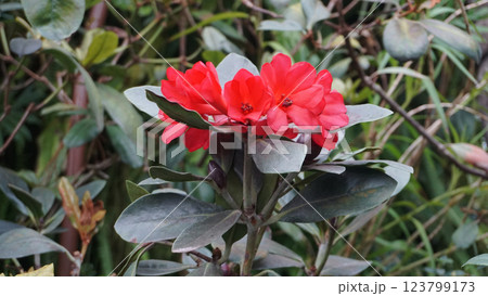 Beautiful inflorescence of deep red Vireya Rhododendron flowers. Vireyas are a diverse group of tropical plants, native to S.E. Asia and produce blooms of vibrant colors, with many hybrid cultivars. 123799173