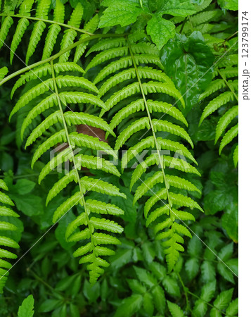 Beautiful fern leaf texture in nature. Natural ferns background. Fern leaves Close up. Fern plants in forest. Background nature concept. Beautiful fern leaf texture in nature. Natural ferns background. Fern leaves Close up. Fern plants in forest. Background nature concept. 123799174
