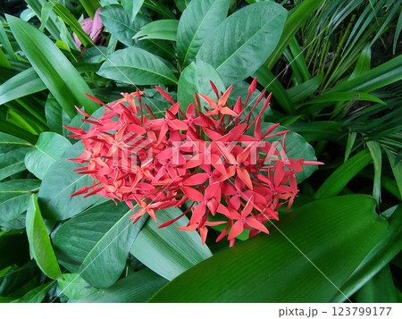 Ashoka flower or with the Latin name Ixora chinensis with small red flowers 123799177