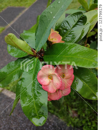 Close up Crown of Thorns, Christ Thorn flower with leaves. or Scientific name Euphorbia milii Des Moul 123799179