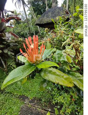 Ashoka flower or with the Latin name Ixora chinensis with small red flowers Ashoka flower or with the Latin name Ixora chinensis with small red flowers 123799180
