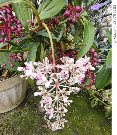 Beautiful blooming bright pink Medinilla magnifica, Philippine Orchid, inside greenhouse on green pants background. Gardening hobby, plant breeding and cultivation Beautiful blooming bright pink Medinilla magnifica, Philippine Orchid, inside greenhouse on green pants background. Gardening hobby, plant breeding and cultivation 123799182