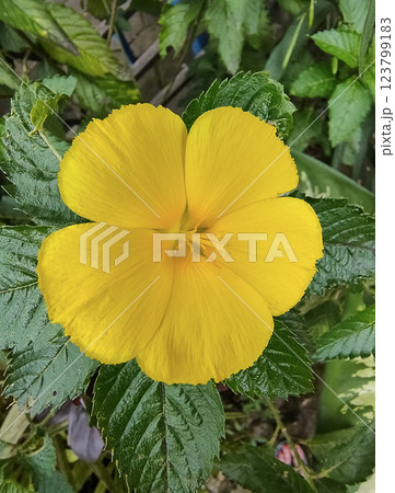 Sage Rose or Yellow Alder or Yellow Buttercups or Turnera ulmifolia 123799183