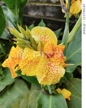 Canna Yellow King Humbert thrives in warm, moist conditions with full to partial sun exposure. Canna Yellow King Humbert thrives in warm, moist conditions with full to partial sun exposure. 123799187