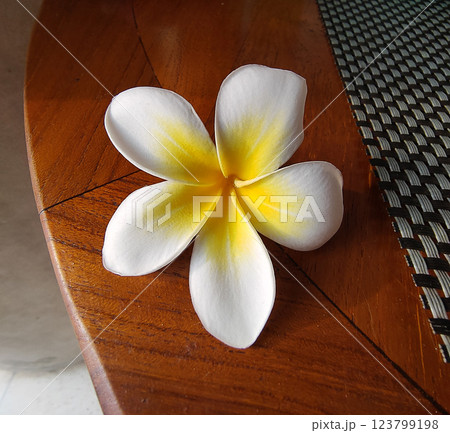 White plumeria on the plumeria tree,White and yellow plumeria frangipani flowers White plumeria on the plumeria tree,White and yellow plumeria frangipani flowers 123799198