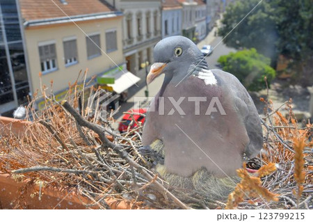 A dove warms the little baby pigeons. A pair of pigeons made a nest on the windowsill. Pigeon life in the city 123799215