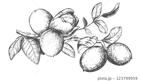 Branch Walnuts drawn horizontal. Vector illustration in engraving technique. Ingredient for nut paste, oil, liqueur. For packaging design. Linear drawing in ink. 123799939