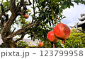 木になるザクロの実 123799958