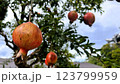 木になるザクロの実 123799959