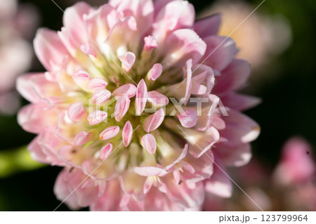 extreme macro shot of pink clover. sunny day 123799964