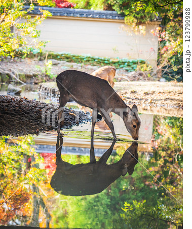 【秋】奈良公園の鹿【紅葉】 【秋】奈良公園の鹿【紅葉】 123799988
