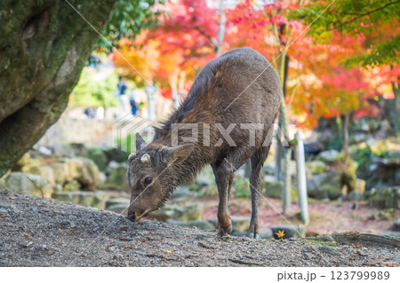 【秋】奈良公園の鹿【紅葉】 123799989