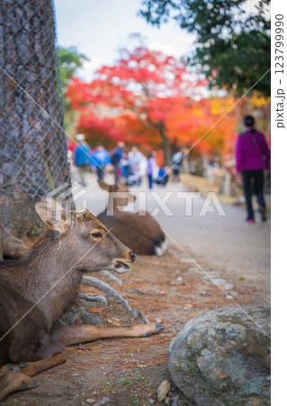 【秋】奈良公園の鹿【紅葉】 123799990