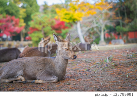 【秋】奈良公園の鹿【紅葉】 【秋】奈良公園の鹿【紅葉】 123799991