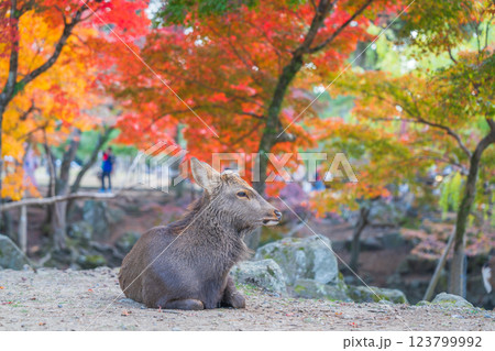 【秋】奈良公園の鹿【紅葉】 123799992